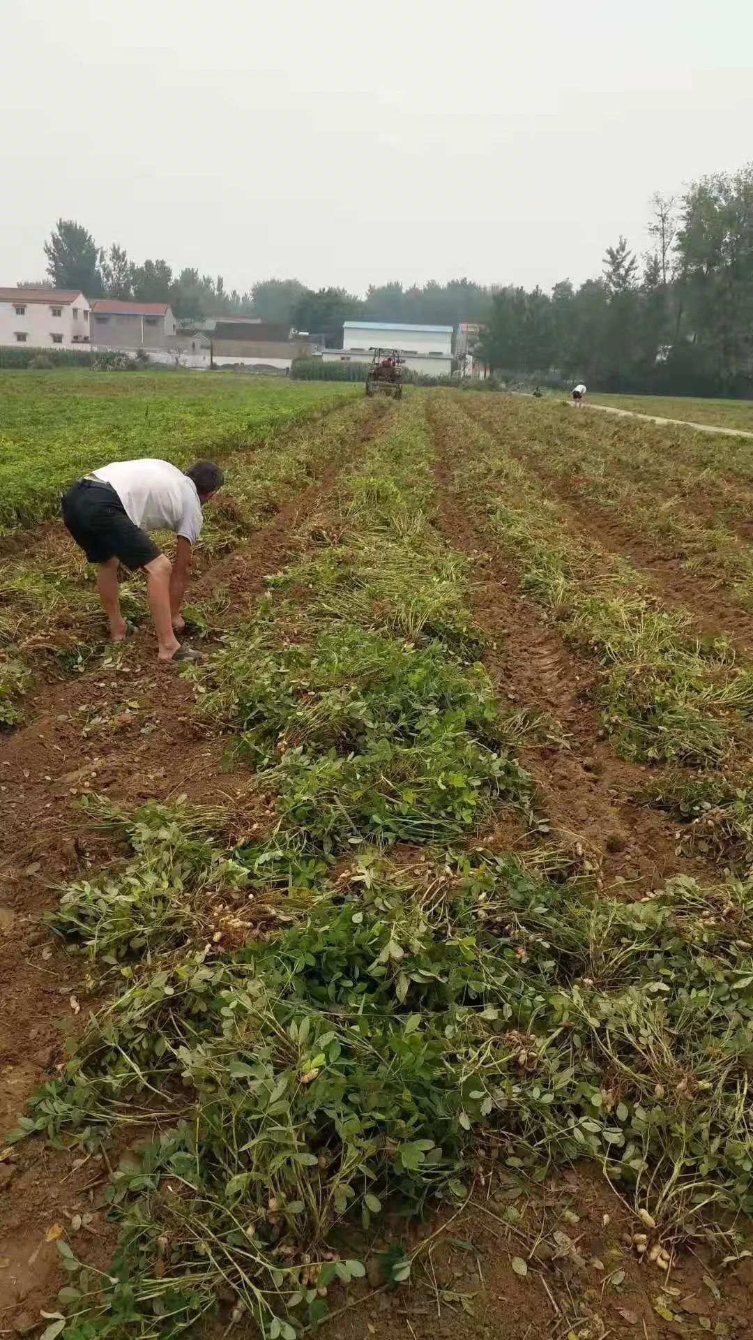 河南最新捡花生视频